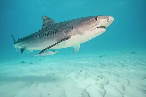 Dangerous Prints: Low angle underwater view of Tiger shark (Galeocerdo cuvier)