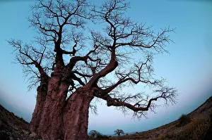 Bare Tree Prints: Low angle view of a baobab tree, Lake Manyara National Park, Tanzania