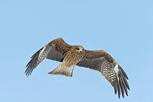Wing Prints: Low angle view of a Black Kite (Milvus migrans) flying, Hokkaido, Japan