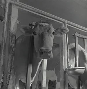 Adult Animal Prints: Low angle view of a dairy cow