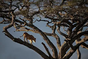 Lioness Prints: Low angle view of Female African lion (Panthera leo) walking in tree