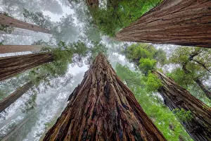 Mist Prints: Low angle view up the full length of redwood trees