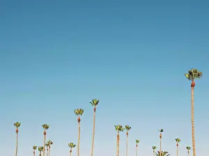 Lowangle View Prints: Low angle view of palm trees growing against clear sky, Coalinga, California, USA