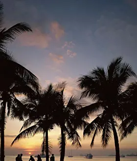 Palm Tree Prints: Low angle view of palm trees at sunset, Manila Bay, Manila, Philippines
