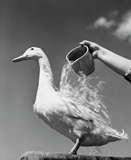 Avian Prints: Low angle view of a person's hand pouring water on a duck