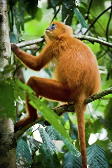 Island Of Borneo Prints: Low angle view of Red Leaf Monkey (Presbytis rubicunda) on a tree