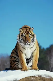 Purestock Prints: Low angle view a Siberian Tiger sitting in the snow (Panthera tigris altaica)