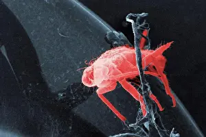 Antenna Prints: This low magnification, 48x, scanning electron micrograph (SEM) revealed the presence of a small