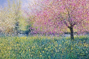 Surrey Prints: The Lower Lawn, Byfleet Manor-Spring Morning