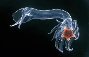 Starfish Prints: Luidia sarsi, very late bipinnaria larva of the long armed starfish, taken 1966