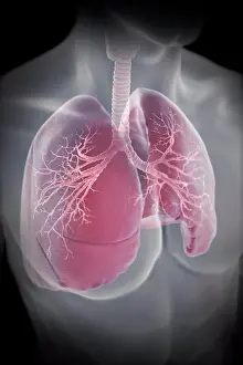 Studioshot Prints: Lungs