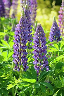 Colourful Prints: Lupin, Lupinus Purple Emperor
