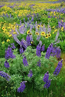 Wildflowers Prints: Lupine and Balsamroot, Dalles Mountain Road