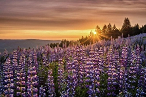 Wildflowers Prints: Lupine at Dolason Prairie, Redwoods State and National Parks, California