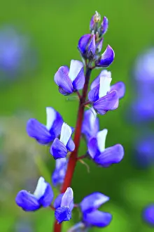 Us A Prints: Lupine Wildflower in The Paradise Area of Mt Rainier National Park in Washington