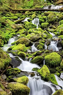 Environmentalism Prints: Lush area with small creek. Olympic National Park, Washington, US