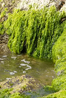 Einzelheit Prints: Lush green moss on rock and sea water