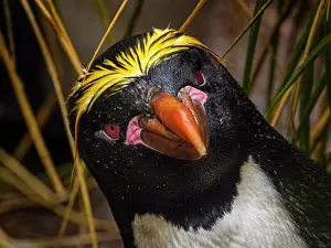 Global Warming Prints: Macaroni Penguins (Eudyptes chrysolophus) in the tussock grass at Cooper Bay