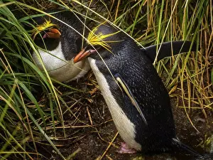 Adventure Prints: Macaroni Penguins (Eudyptes chrysolophus) in the tussock grass at Cooper Bay