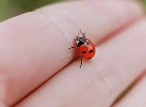 Arthropod Prints: Macro close up ladybug on human hand