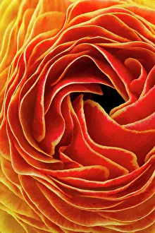 West Coast Prints: Macro flower abstract at Flower Fields in Carlsbad, CA