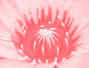 Pastel Prints: Macro lotus or water lily background Pantone Color of the Year 2019 Living Coral