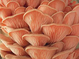 Pink Prints: A macro photo of a cluster of large pink oyster mushrooms in a studio setting