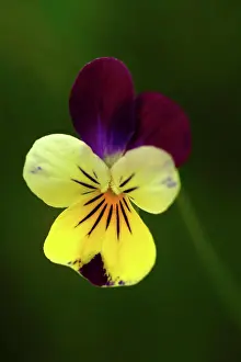 Pacific Northwest Prints: Macro Photograph Viola Flower From Mukiltoe Washington