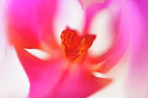 Orchid Prints: Macro shot of pink orchid