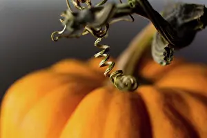 Utah Prints: Macro shot of tiny pumpkin with curly stem