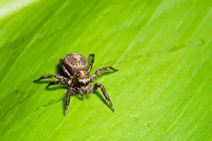 Insect Prints: Macro spider on the leaf