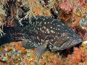 Canary Islands Prints: Macronese grouper (Mycteroperca fusca)