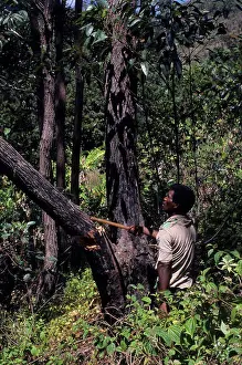Rainforests Prints: Madagascar, Near Moramanga, Mandraka, Man Cutting Tree For Charcoal Production