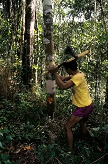 Cutting Prints: Madagascar, Perinet Reserve, Local man cutting tree in rainforest