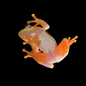 Frog Prints: Madagascar Reed frog (Heterixalus madagascariensis) viewed from beneath