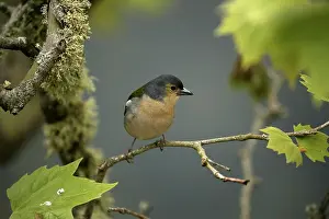 Nopeople Prints: Madeiran chaffinch bird on portuguese island of madeira