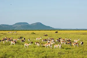 Northwest Province Prints: Madikwe Game Reserve. North West Province