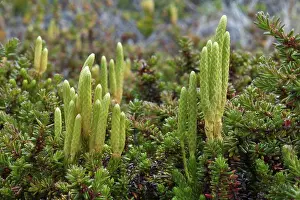Chile Prints: Magellanic Clubmoss (Lycopodium magellanicum) strobilus