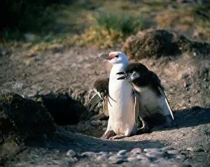 Parenting Prints: Magellanic Penguin albino mom w/ her chicks Patagonia (Spheniscus magellanicus) Argentina