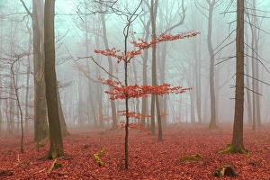 Mystical Prints: Magic forest in red and turquoise. Magic forest in red and turquoise