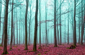 Mystical Prints: Magic forest in red and turquoise. Magic forest in red and turquoise