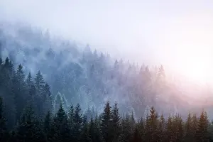 Grim Prints: Magical atmosphere in the foggy forest, Morning, Austria