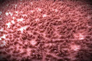 Sense Prints: A magnification of filiform papillae on a human tongue