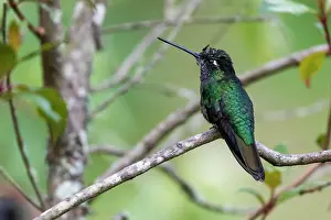Chordate Prints: Magnificent Hummingbird (Eugenes fulgens) on a branch, Batsu garden, Costa Rica