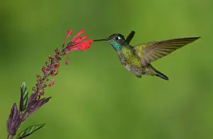 Multicoloured Prints: Magnificent Hummingbird (Eugenes fulgens) - San Gerrardo de Dota, Costa Rica