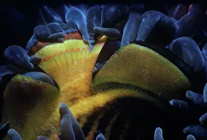 Seas Prints: Magnificent Sea Anemone eating a Striped Butterflyfish