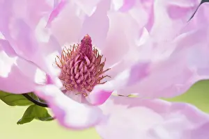 Pink Prints: Magnolia, Saucer magnolia, Magnolia soulangeana