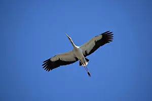 Natural Habitat Prints: The Maguari Stork (Ciconia maguari) in flight in South America