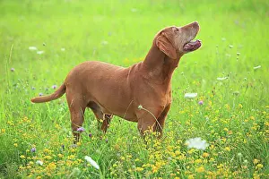 Domestic Dogs Prints: Magyar Vizsla, 9 years old, Shorthaired Hungarian Pointing Dog, old dog