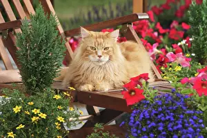 Cats Prints: Maine Coon on deck chair between flowers